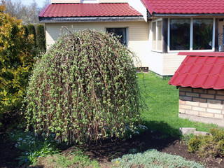 Inverted willow
