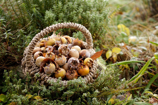 mespilus germanica ernte 2019