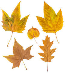  Set of autumn leaves isolated on white back