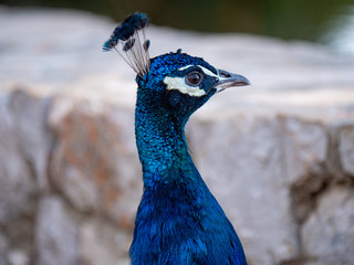 Peacock on Lokrum Island near Dubrovnik in Croatia