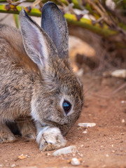 Bunny Rabbits on Lokrum Island near Dubrovnik in Croatia
