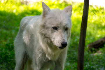 Obraz premium Arctic Wolf