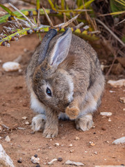 Bunny Rabbits on Lokrum Island near Dubrovnik in Croatia