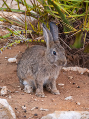 Naklejka na ściany i meble Bunny Rabbits on Lokrum Island near Dubrovnik in Croatia
