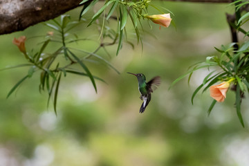 Ein fliegender Blaukinnelfen Kolibri freigestellt in der Seitenansicht