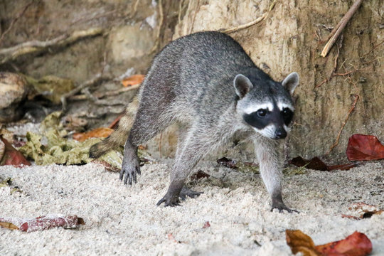 raccoon at the beach