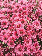 Pink Flowers in a Garden