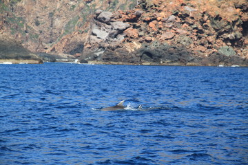 Dauphins Scandola