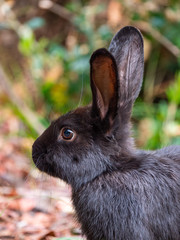Bunny Rabbits on Lokrum Island near Dubrovnik in Croatia