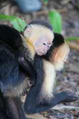 Capuchin Monkey in Costa Rica at the Beach