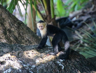 Capuchin Monkey in Costa Rica at the Beach