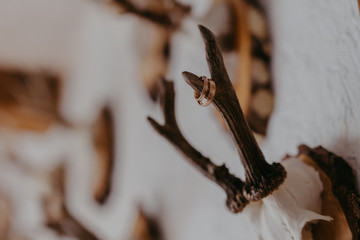 wedding rings hanging on antlers