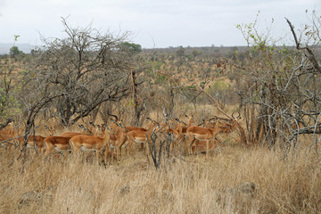 Antelopes in Kruger National Park in South Africa