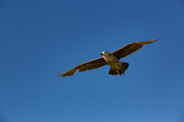 Flugsuche II