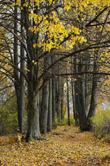 autumn, forest,  tree, nature, trees, landscape, park, 
