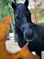 portrait of horse