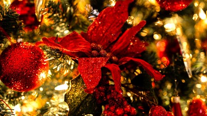 Poinsettia On A Tree