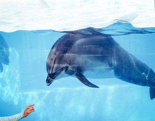 Dolphin doing show in pool