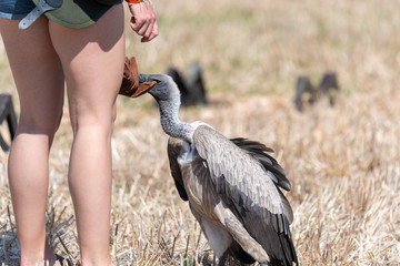 Portrait of a white backed vulture (gyps africanus) being hand fed