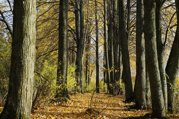 Obraz premium autumn, forest, tree, nature, trees, landscape, park, 