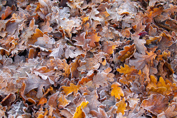 Wunderschöne Herbstfarben 