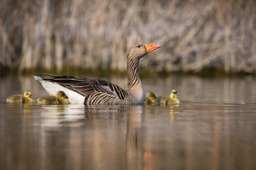 Anser anser, Greylag goose The bird is swimming in the water with the chicks, there is aquatic vegetation around, the reeds in the background