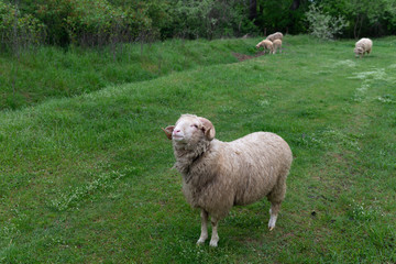 Cheerful friendly ram sheep on a green background