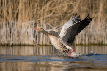Anser anser, Greylag goose  is just taking off and flying over the blue lagoon, dry reeds in the background