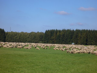 Obraz premium herd of sheep in field
