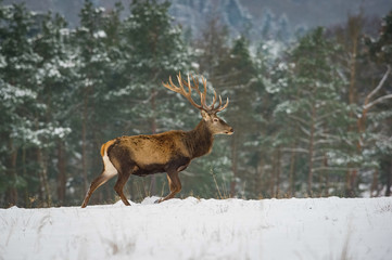 Naklejka na ściany i meble The Red Deer, Cervus elaphus running in the snow, in typical winter environment, majestic animal proudly wearing his antlers, sparkle in the eye, the herd of Red Deers in the snowy forest