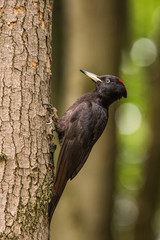 The Black Woodpecker, Dryocopus martius is climbs after the trunk of the old tree, face to face..