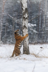 The Siberian Tiger, Panthera tigris tigris is running in the snow, in the background with snowy...