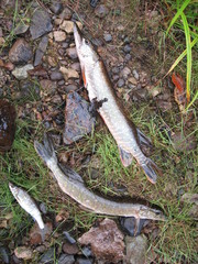 Summer still Life with fish, with pike and a small Chub on the rocks on the river Bank.