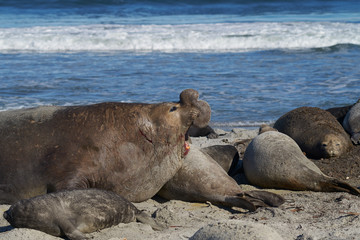 Dominant Male Southern Elephant Seal (Mirounga leonina) lying amongst his harem of females during the breeding season. Sea Lion Island in the Falkland Islands.