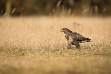 The Common Buzzard, Buteo buteo is sitting in the dry grass in autumn environment of wildlife....