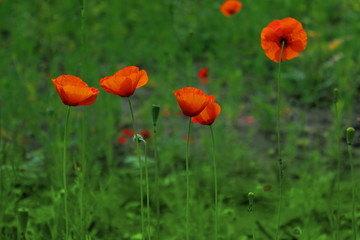 field of poppies