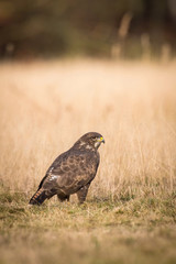 The Common Buzzard, Buteo buteo is sitting in the dry grass in autumn environment of wildlife. Golden light..
