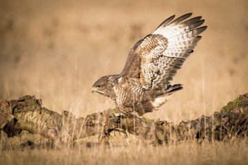 The Common Buzzard, Buteo buteo is sitting in the dry grass in autumn environment of wildlife. Golden light..