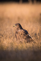The Common Buzzard, Buteo buteo is sitting in the dry grass in autumn environment of wildlife. Golden light..