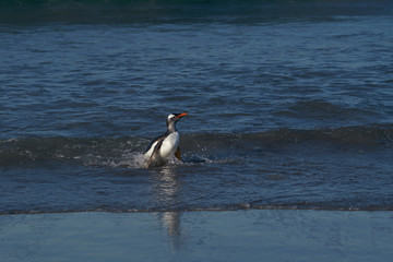 Gentoo Penguins (Pygoscelis papua) coming ashore after feeding at sea on Sea Lion Island in the...
