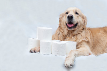 Toilet paper and Golden Retriever.White toilet paper on white background with dog.A few rolls.
