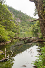 Fototapeta na wymiar Still green lake in the valdivian rainforest, with an araucaria araucana forest on the background. View from the trail in 