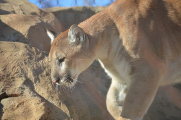 Mountain lion in the outdoors