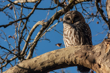 Perched barred owl