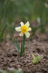 Obraz premium spring flowers Narcissus