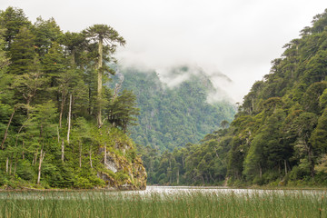 The valdivian rainforest, with ancient araucaria araucana, is a very humid and green environment. View from the trail in "Los Lagos" circuit (the lakes hike) in Huerquehue National Park, Chile.