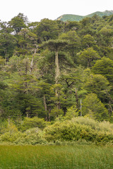 The valdivian rainforest, with ancient araucaria araucana, is a very humid and green environment. View from the trail in "Los Lagos" circuit (the lakes hike) in Huerquehue National Park, Chile.