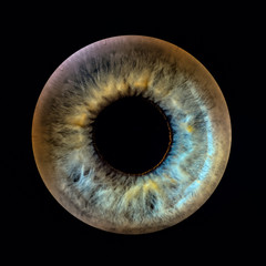 Closeup of an human eye