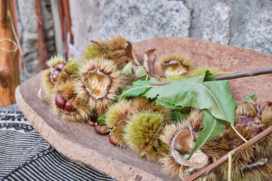 Roasted chestnut in autumn in Barbagia, Belvì, Sardinia, Italy