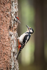 The Great Spotted Woodpecker, Dendrocopos major is feeding its chicks before they will have the first flight out. Nesting cavity is in old dry tree, green background.